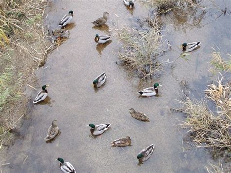 鳥死亡|死亡した野鳥をみつけた場合は